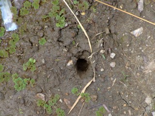 Giant Worm Hole in the Rice Terraces of Batad, The Philippines – The ...